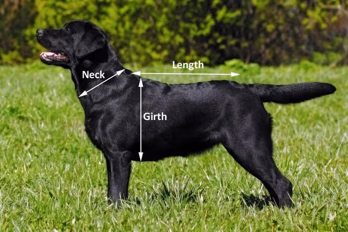 towelling-drying-dog-coat--towelling-drying-dog-coat-8211-wet-to-dry-in-20mins--parent-gallery-5 Towelling Quick-Dry Dog Coat