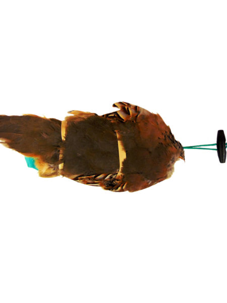 French Partridge Pelt